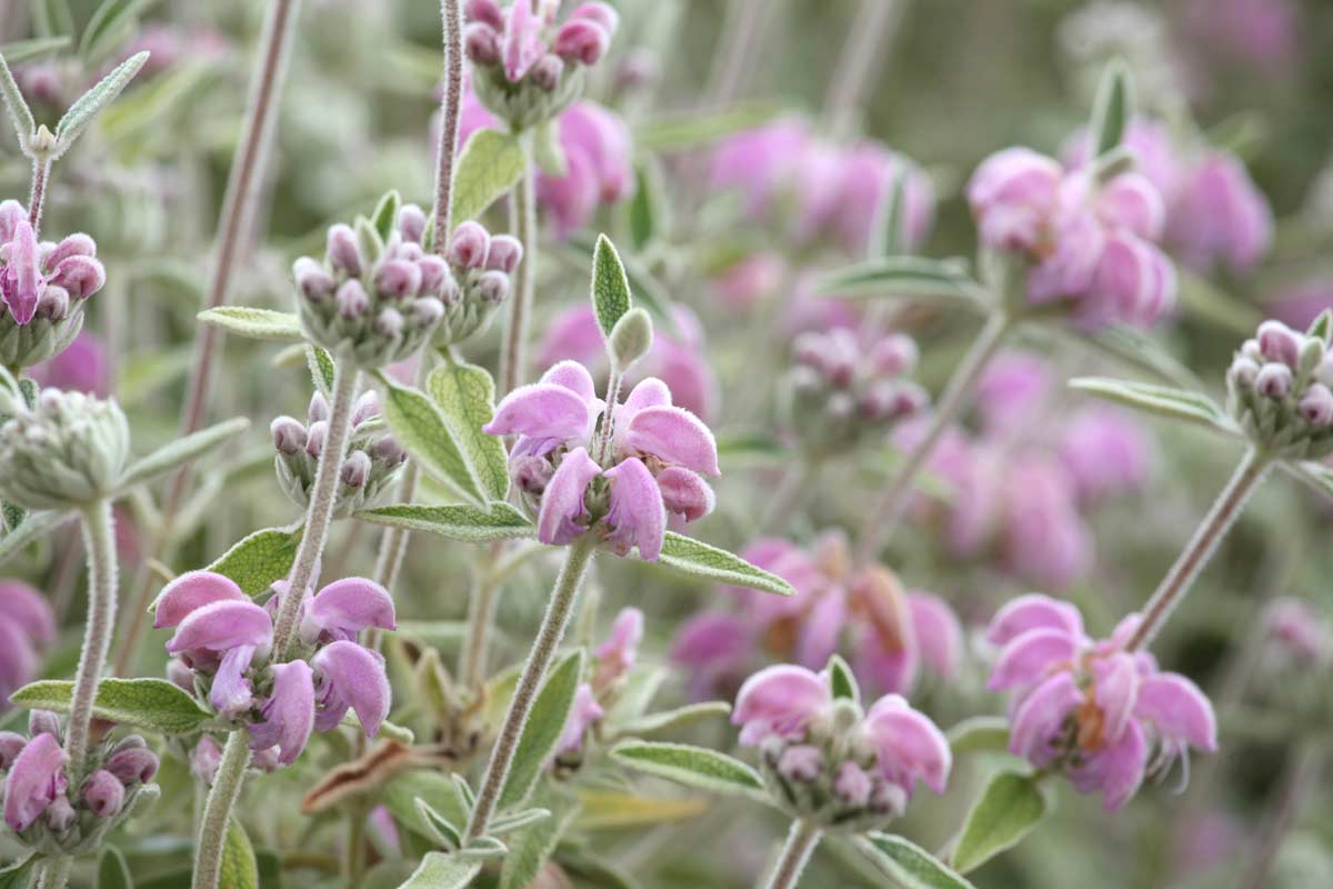 Phlomis purpurea