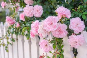 Piantare rose a radice nuda a marzo