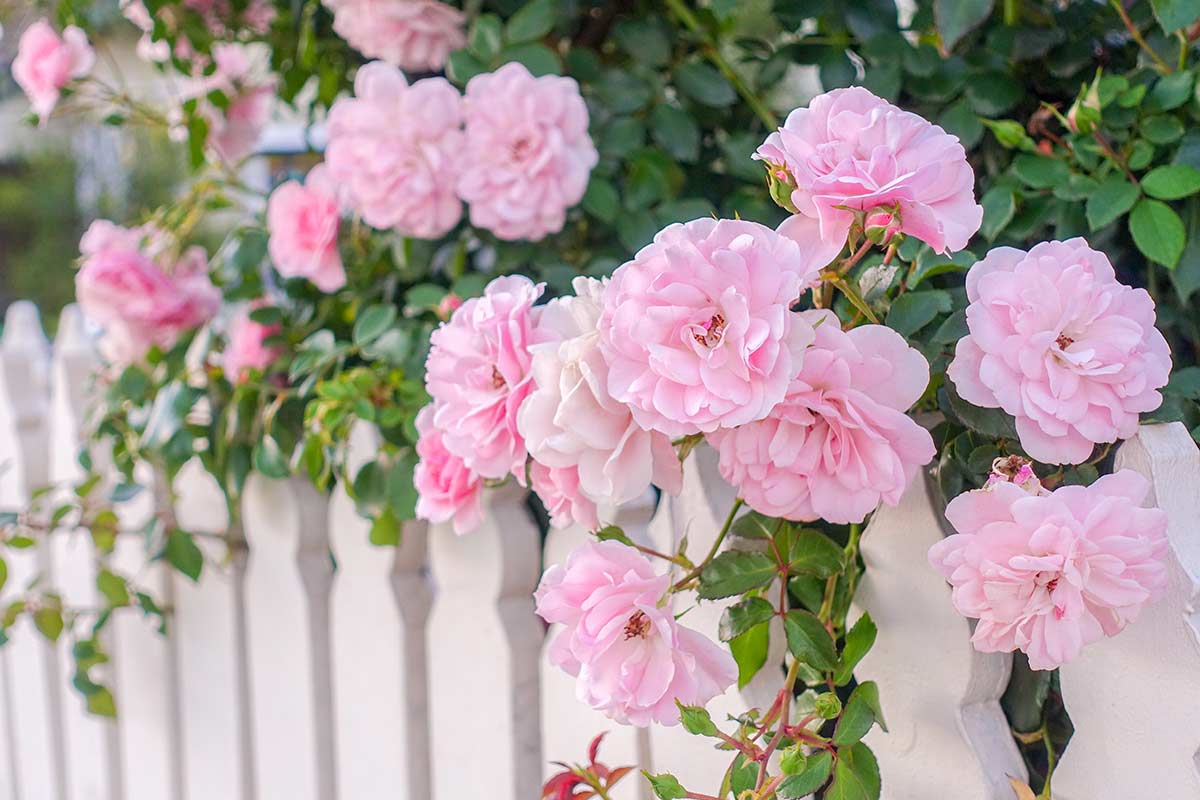 Piantare rose a radice nuda a marzo