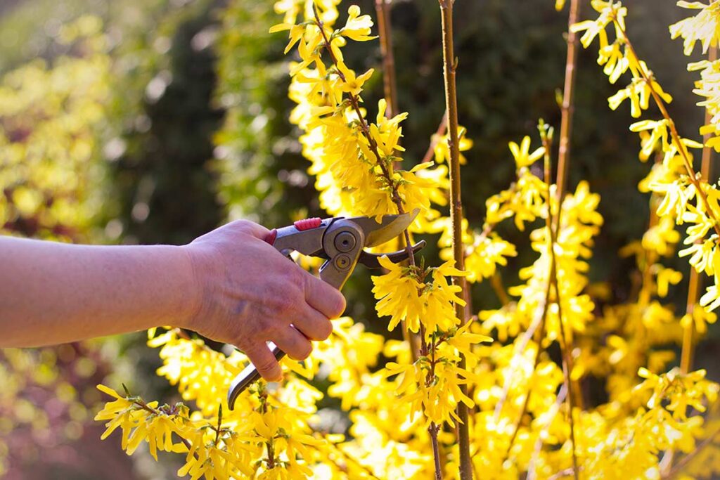 Potare le siepi da fiore: le tempistiche esatte per non compromettere i boccioli pronti a schiudersi