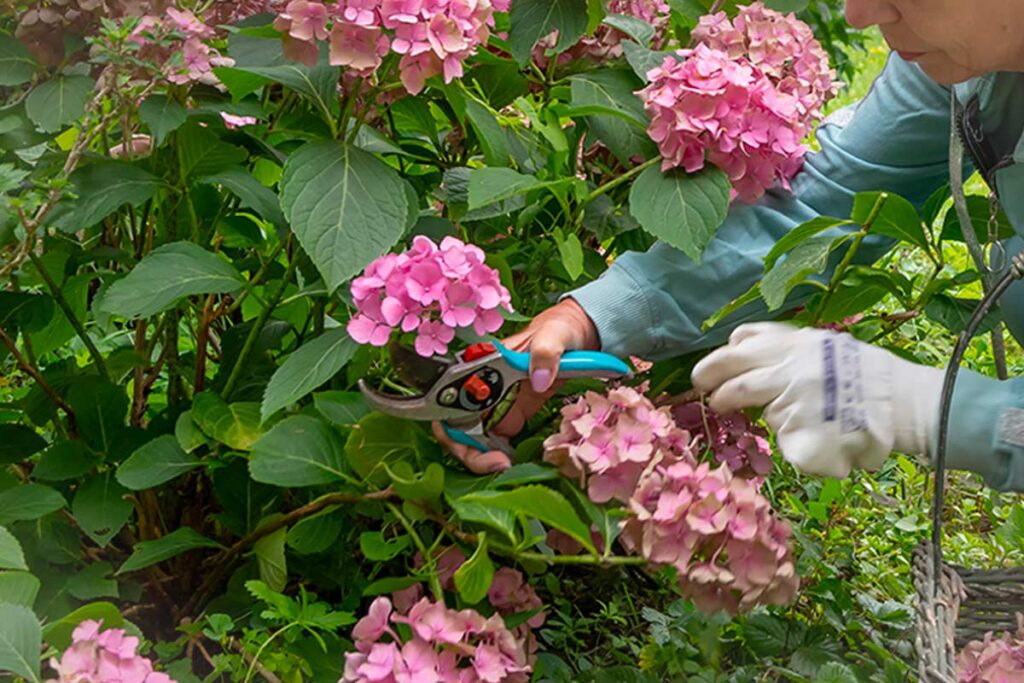 Potatura delle ortensie a marzo: l’errore comune che elimina la fioritura estiva