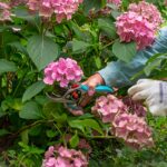 Potatura delle ortensie a marzo.