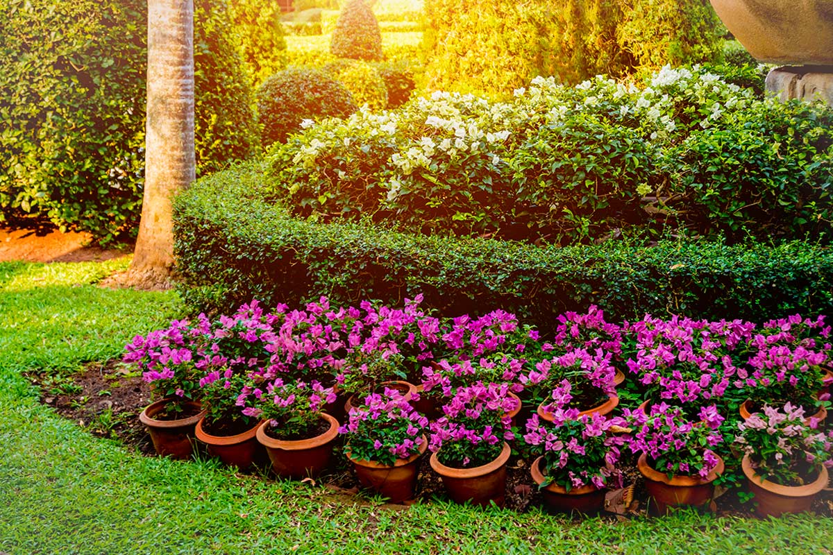 Vasi di fiori rosa in terracotta disposti davanti a una siepe verde in un giardino primaverile.