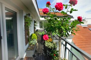 Rose in vaso sul terrazzo: guida al rinvaso primaverile