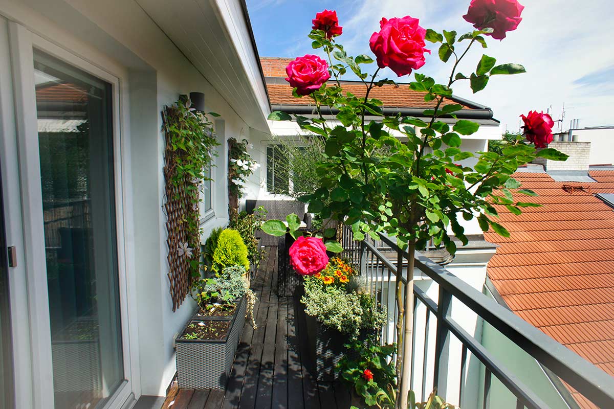 Rose in vaso sul terrazzo: guida al rinvaso primaverile
