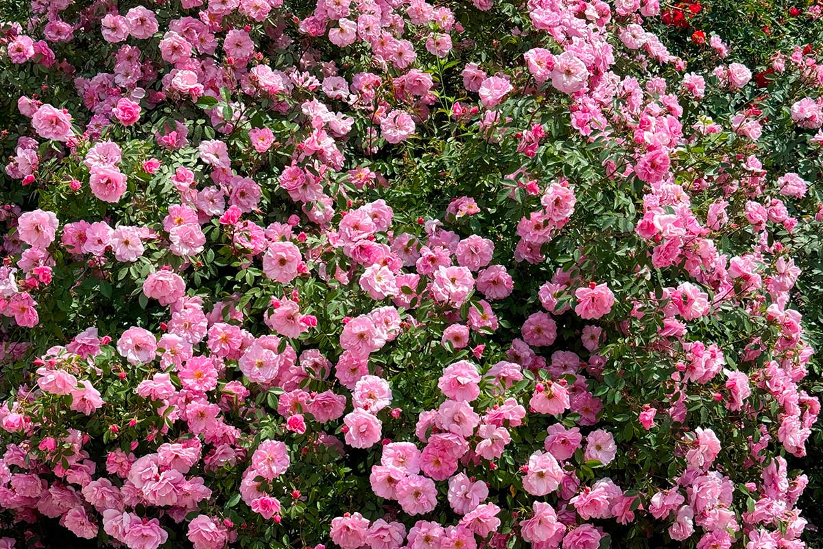 come orientare i rami delle rose rampicanti