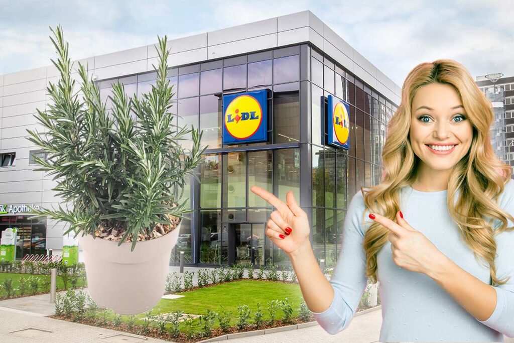 Siepi da Lidl: come scegliere tra Photinia, Viburno e le altre varietà in arrivo il 26 marzo