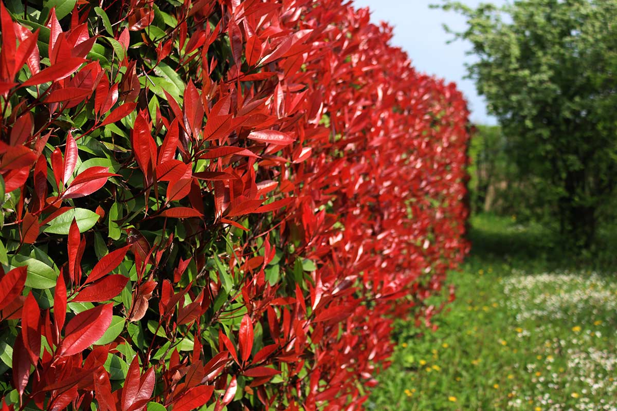 Siepe di photinia in giardino