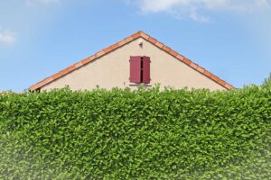 Siepi sempreverdi da piantare a marzo.