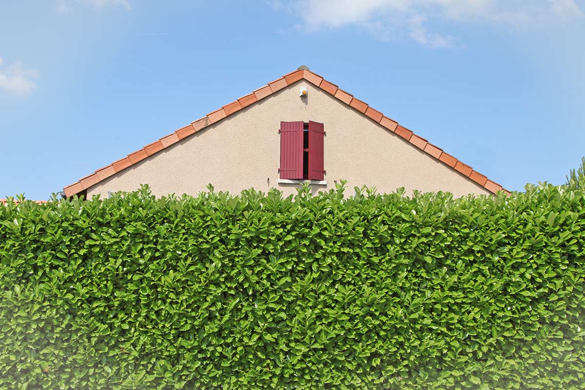 Siepi sempreverdi da piantare a marzo.