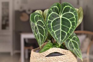 specie botaniche da collezione che arredano come sculture