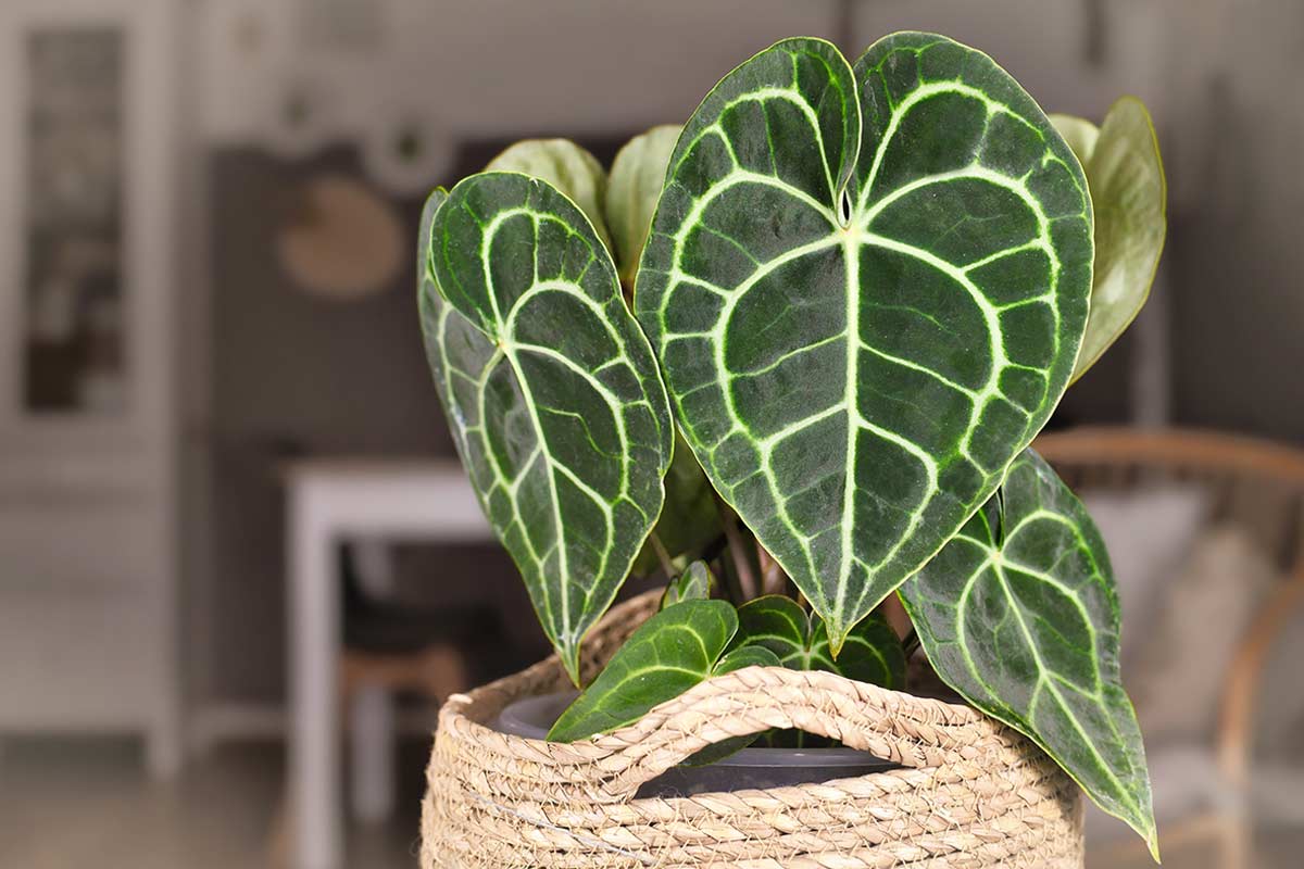 specie botaniche da collezione che arredano come sculture