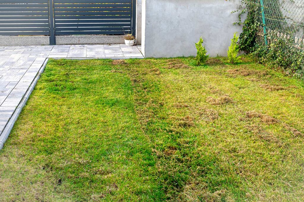 Risveglio del prato dopo l’inverno: i 3 passaggi per eliminare il muschio ed evitare le chiazze