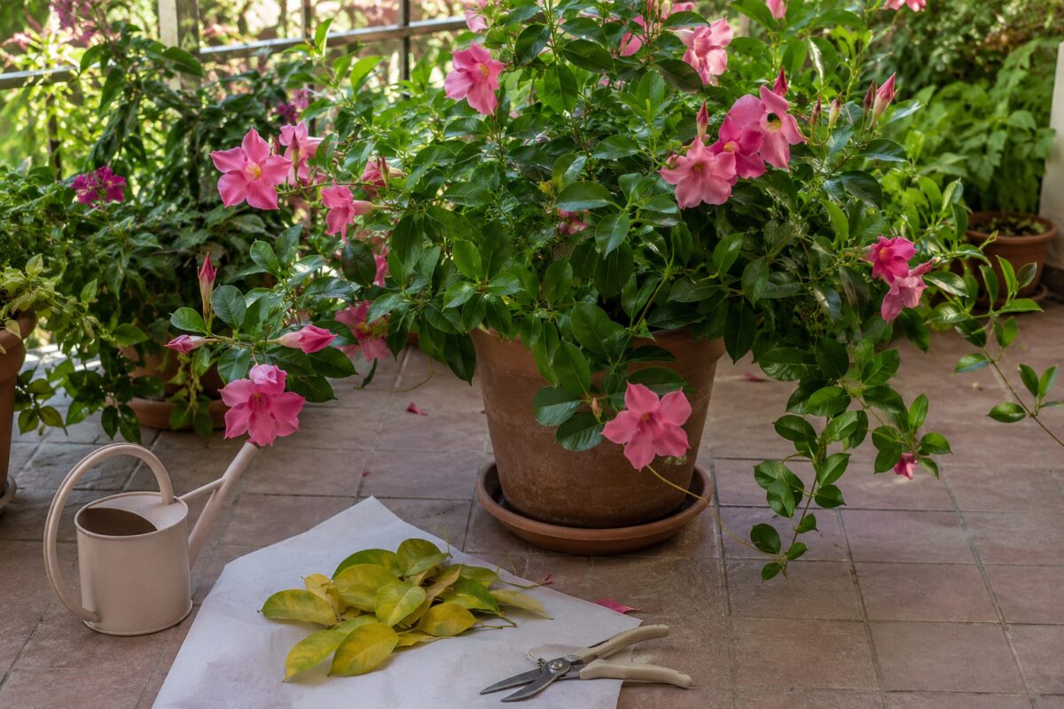 Dipladenia spostata in ombra luminosa con foglie gialle rimosse