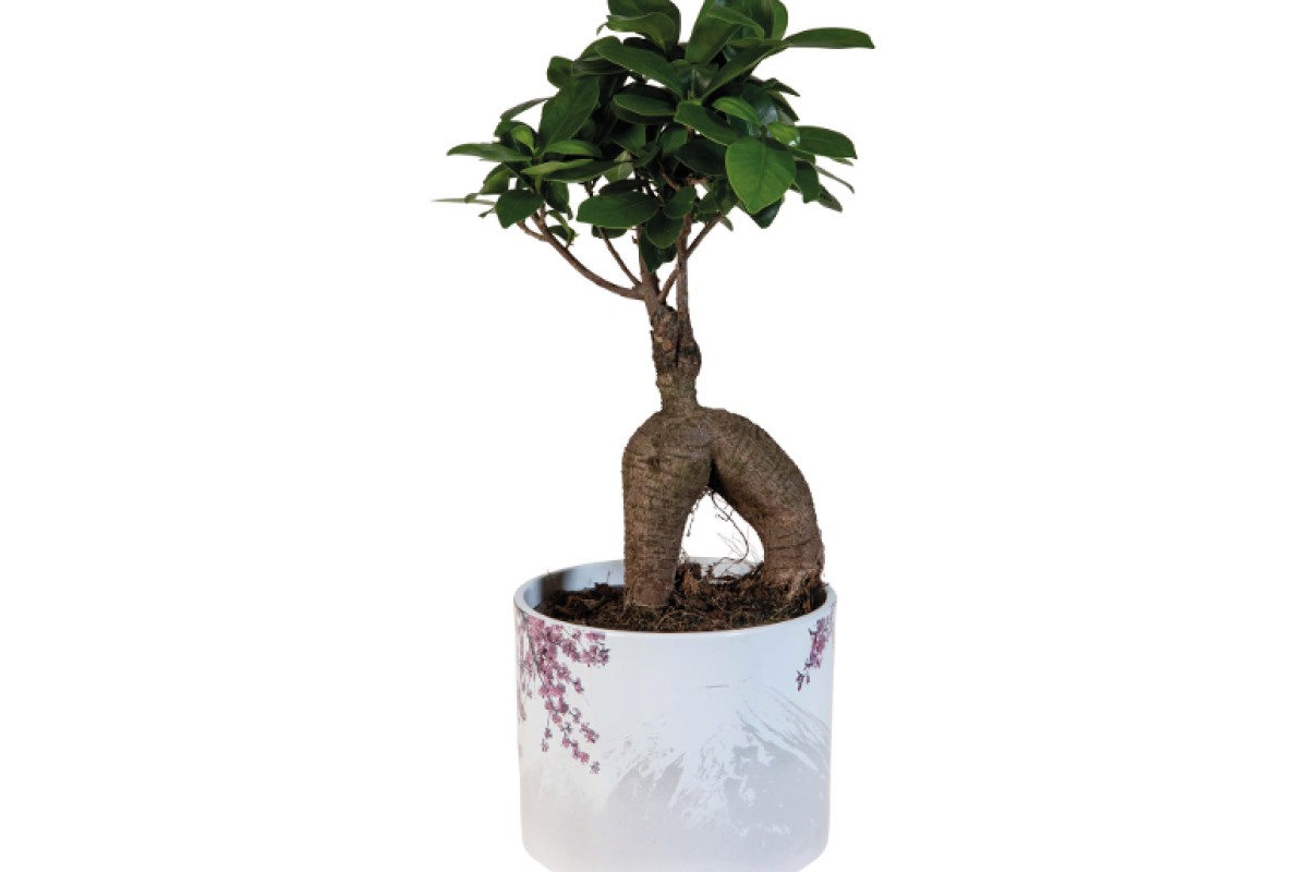 Bonsai Ficus Ginseng Lidl in vaso bianco a 8,99 euro