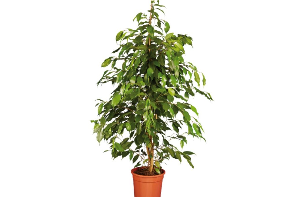 Lidl, piante da 1,99€: aloe, bonsai e verde da interno per rinfrescare casa a fine luglio