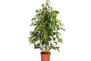 Piante verdi Lidl in vaso marrone da interno