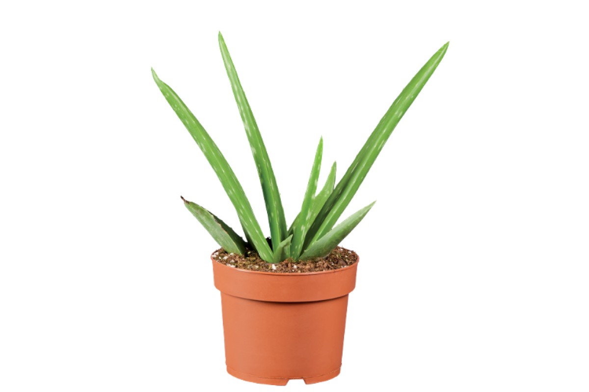 Aloe Vera Lidl in vaso di terracotta a 1,99 euro