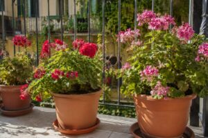 Gerani in vaso leggermente mosci su un balcone estivo