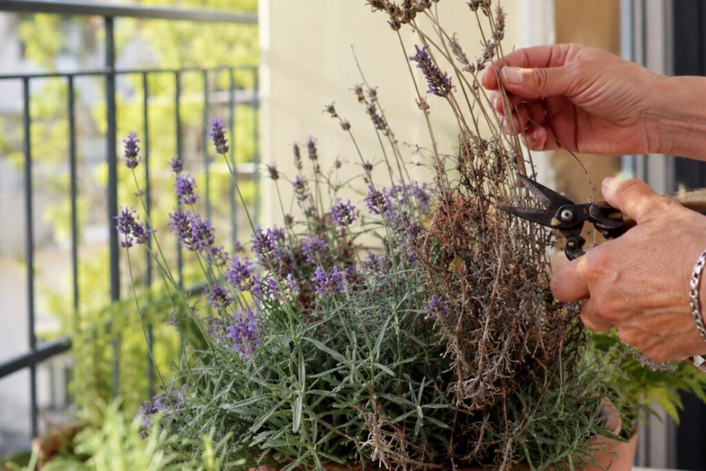 Lavanda secca dopo la fioritura? A fine luglio tagliala così senza rovinarla