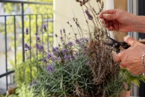 Lavanda in vaso con spighe secche tagliate a fine luglio sul balcone
