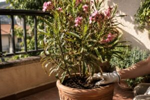 Oleandro in vaso su un balcone assolato controllato prima di annaffiare ancora