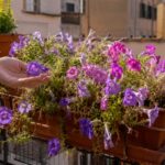 Surfinie in vaso sul balcone svuotate dal caldo estivo