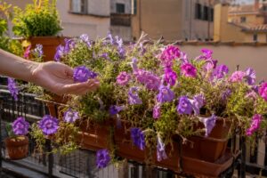 Surfinie in vaso sul balcone svuotate dal caldo estivo