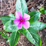 Vinca del Madagascar coltivata in vaso sul balcone
