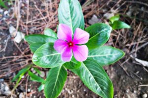 Vinca del Madagascar coltivata in vaso sul balcone