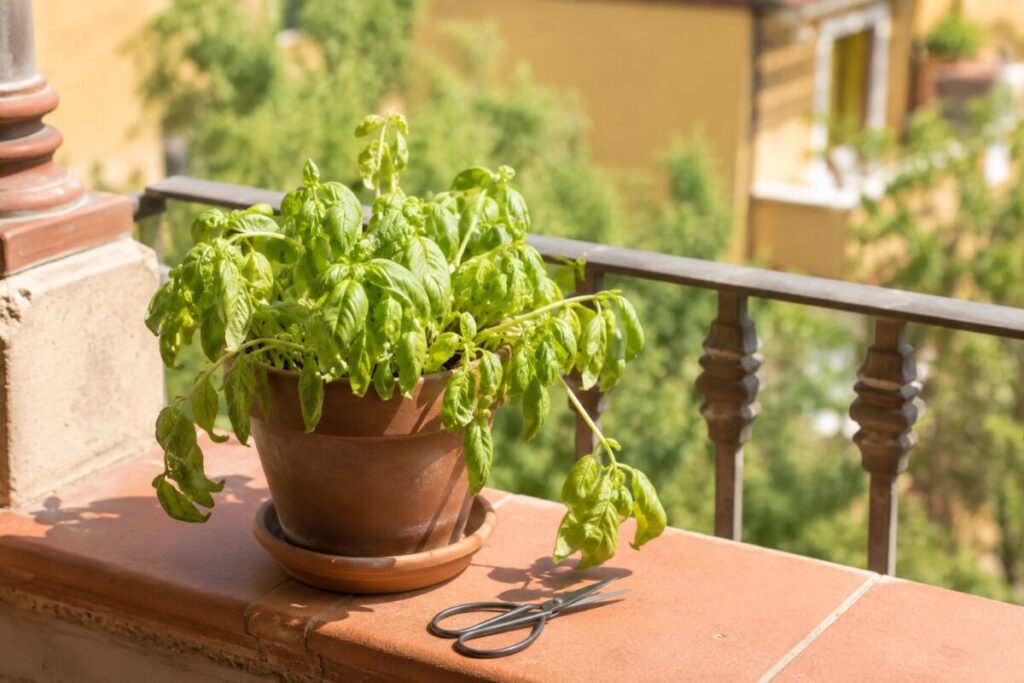 Basilico molle dopo il sole? Il taglio leggero da fare prima di cambiare vaso