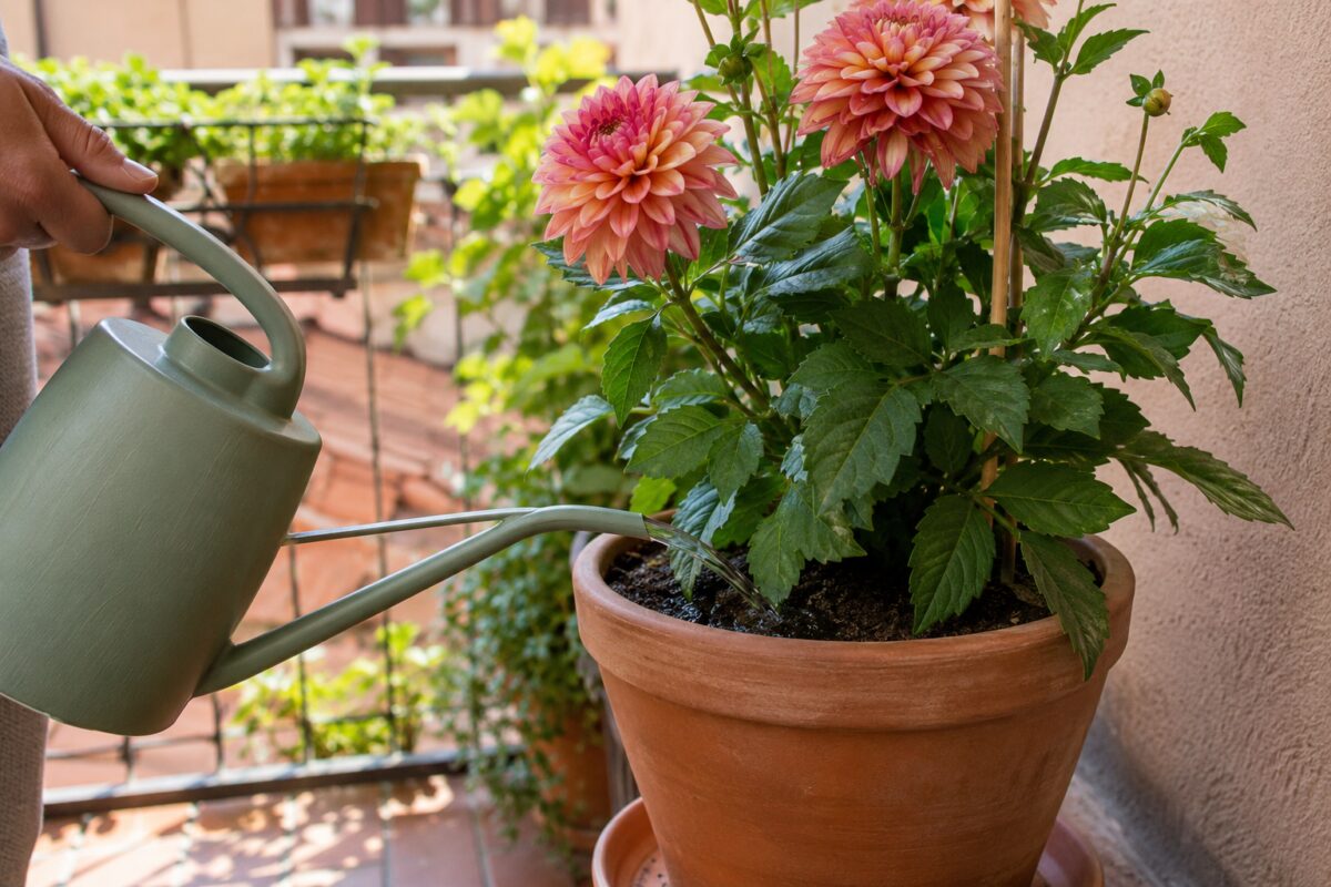 Dalia in vaso annaffiata lentamente alla base