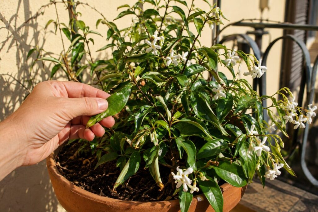 Gelsomino con foglie accartocciate? Prima di bagnare ancora controlla il sole del pomeriggio