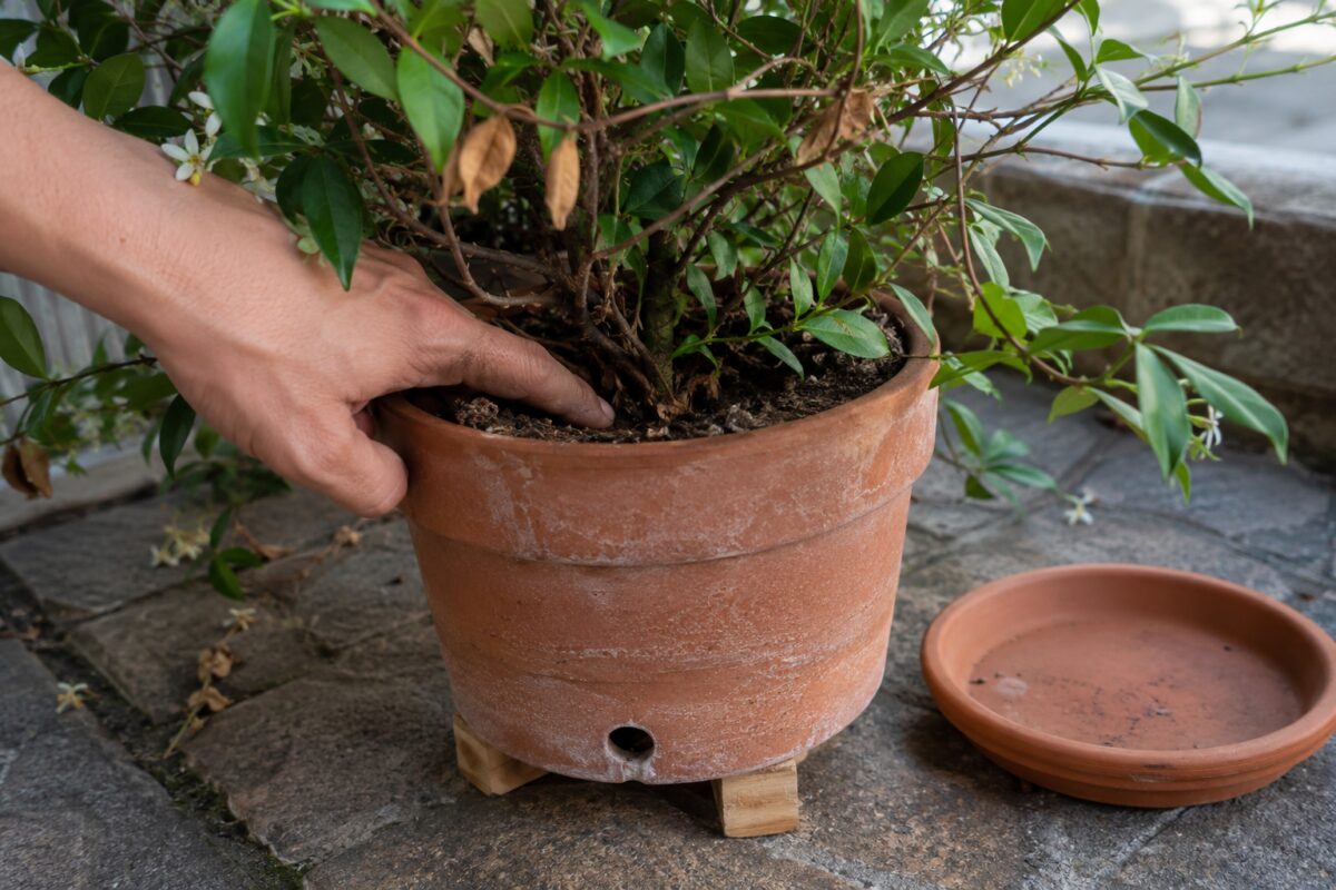 Controllo dell'umiditร del terriccio nel vaso del gelsomino