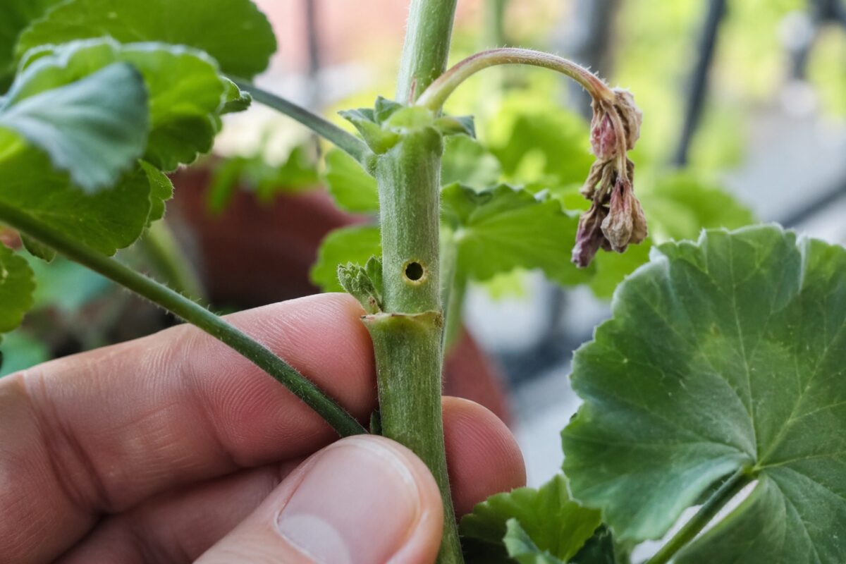 Piccolo foro circolare nello stelo di un geranio