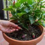 Ibisco che perde i boccioli prima che si aprano? Il controllo da fare prima di concimare Ibisco in vaso con boccioli caduti ancora chiusi