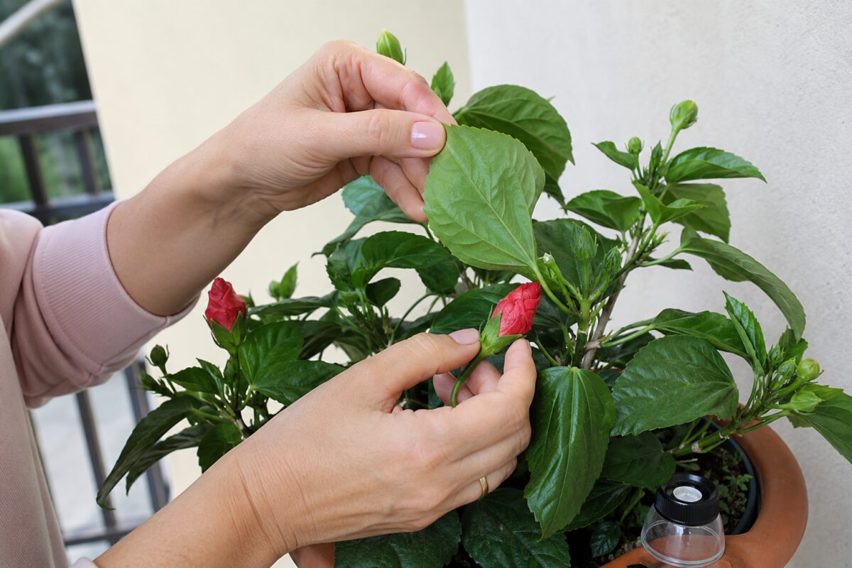 Ispezione delle foglie e dei boccioli di ibisco