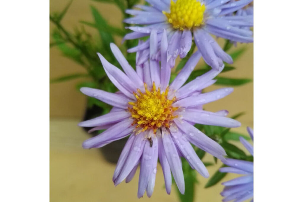 Lidl, Aster Novi-Belgii a 2,49€: il vaso fiorito che accompagna il balcone verso l’autunno