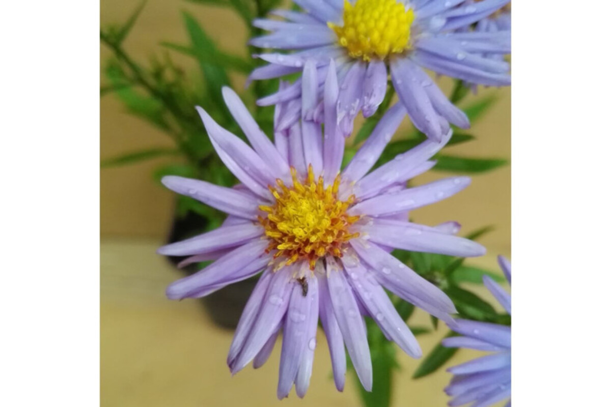 Aster viola in piena fioritura, foto ufficiale Lidl