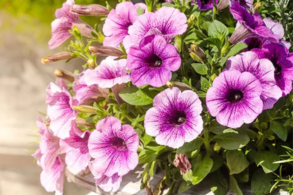 Piante fiorite in vaso per il balcone, foto ufficiale Lidl