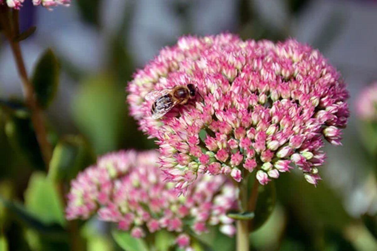 Fioritura rosa da esterno, foto ufficiale Lidl