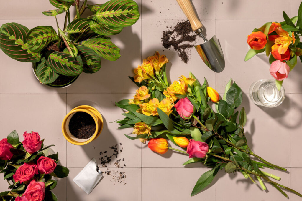 Lidl, Kalanchoe a 4,99€, Noah De Luxe a 6,99€ e bromelie a 7,99€: tre piante per ravvivare casa