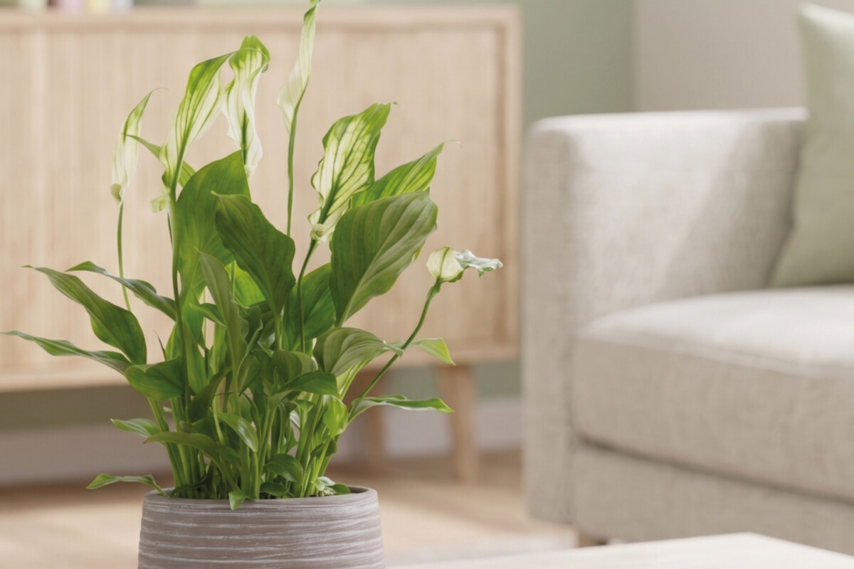 Piante verdi nella sezione Fiori e Piante Lidl