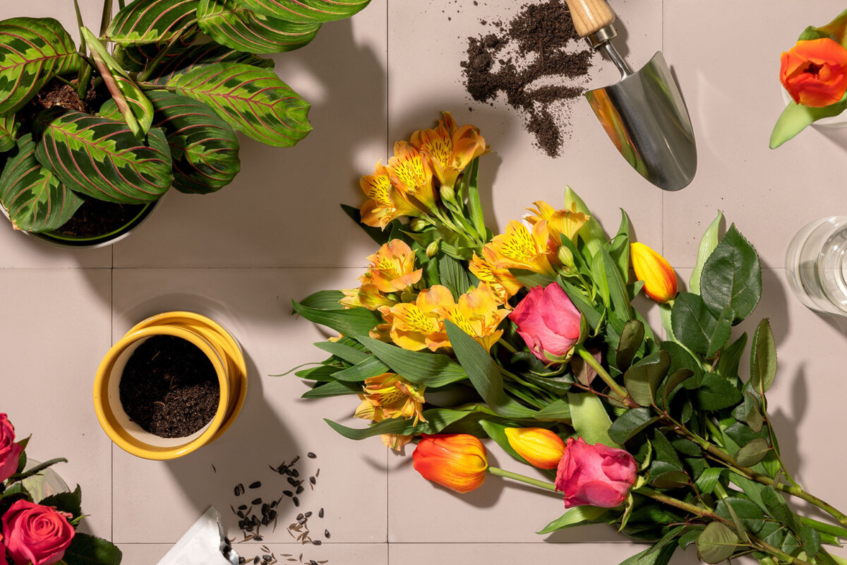 Fiori e piante della categoria ufficiale Lidl