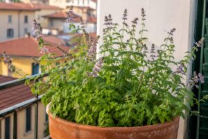 Menta in vaso fiorita su un balcone estivo