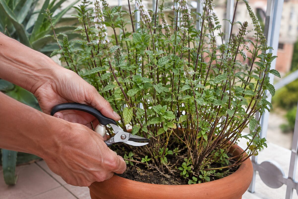 Taglio degli steli di menta dopo la fioritura