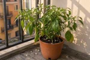Peperoncino in vaso che perde i fiori con il caldo
