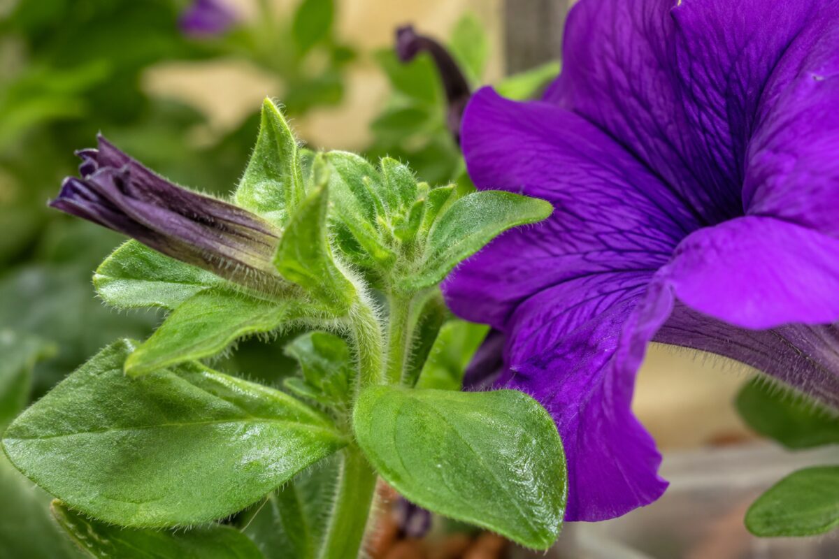 Foglie e steli naturalmente appiccicosi della petunia