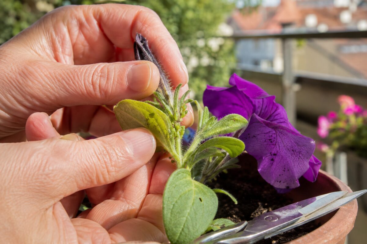 Controllo di afidi e puntini neri sotto i boccioli di petunia