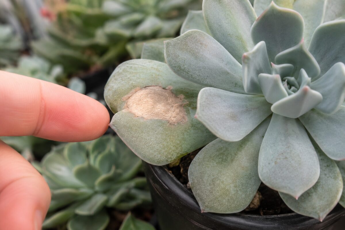 Dettaglio di una macchia secca da sole su una succulenta